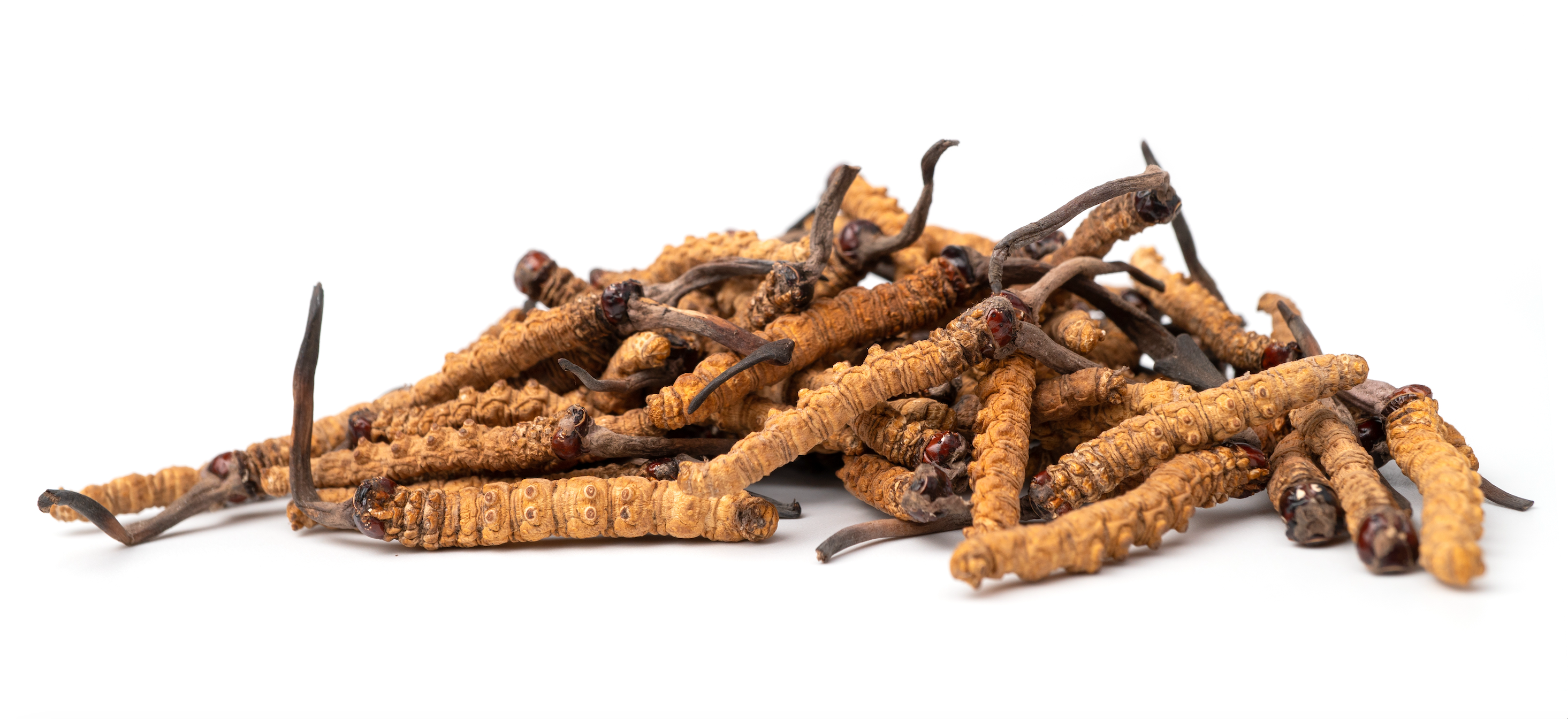 cordyceps